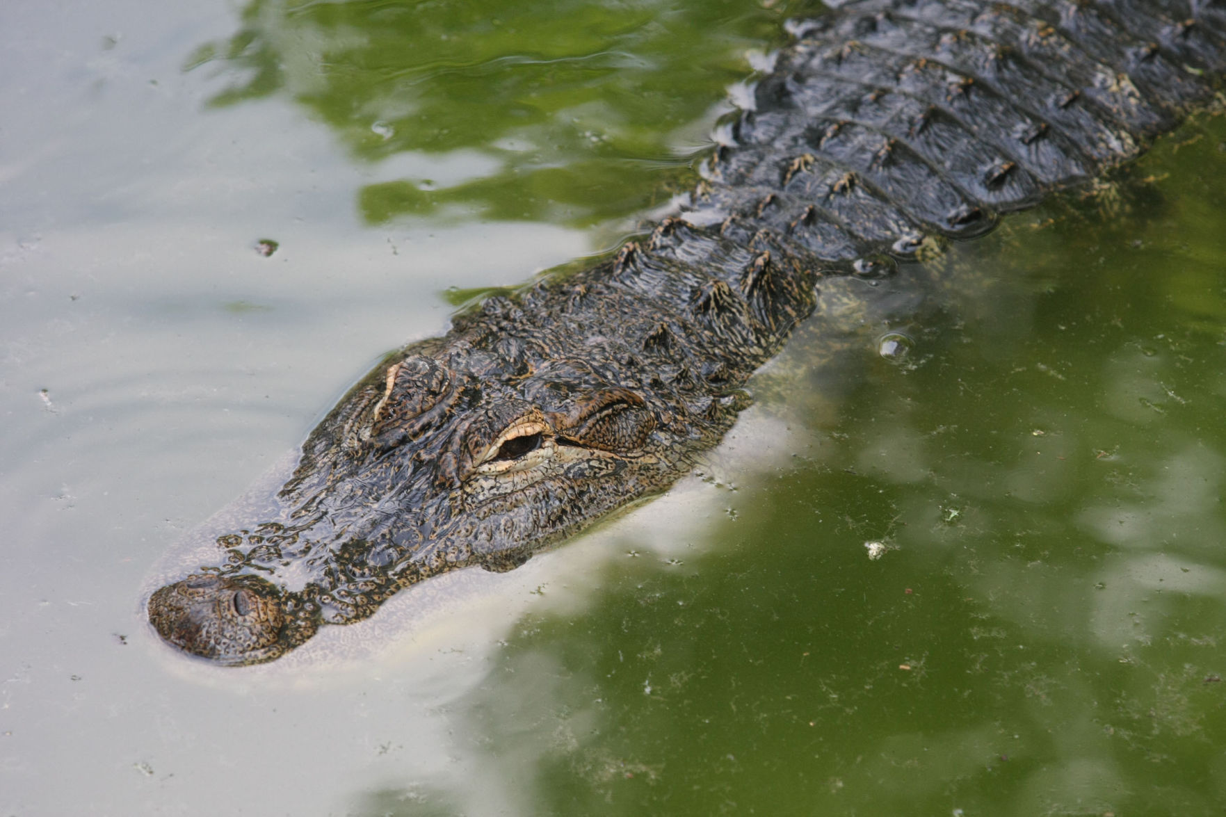Swimming gator